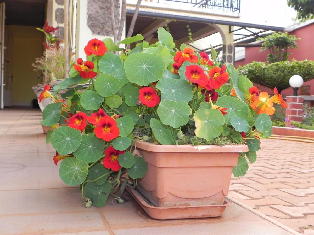 Petite Flower Guest House Talata-maty 외부 사진
